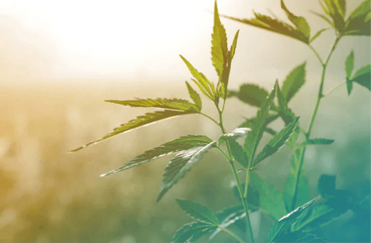 Natural Healing is No Longer Illegal (February 2021) – Dr. Sebi's Cell Food