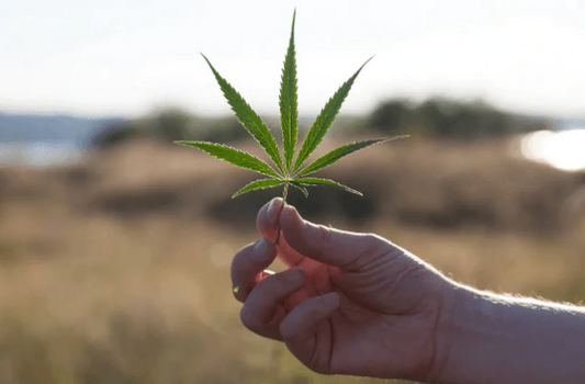 How does CBD make you feel? (May 2021) – Dr. Sebi's Cell Food