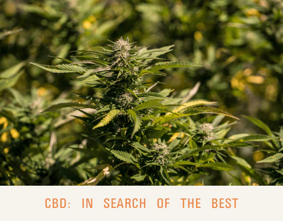 CBD: In search of the best (April 2021) – Dr. Sebi's Cell Food